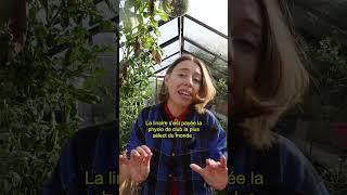 Trop véner la linaire 