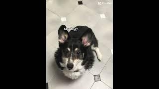 my dog? #funny #dog #sammy #fyp