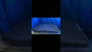 Fish Shopping in India / Delhi Fish Aquarium Market / Call 9717834073 #shorts #viral #trending 346