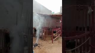 Qazi Goat Farm