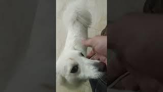 #ytshorts #puppiesplanet #doglover #cute #petplanet #dogowner #pets #dogplanet #petowner #ytvideos