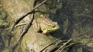 Calling Green Frog (Lithobates clamitans)