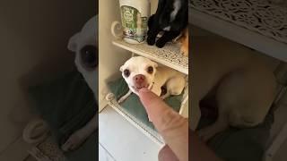 Niki the most celebrity chihuahua in the world#viralshorts #funny #comedy #777