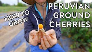 Why Your Garden Needs Peruvian Ground Cherries – Easy & Delicious!