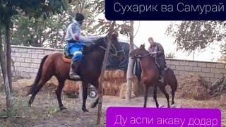 Аспои акаву додар. Сухарик ва Самурай