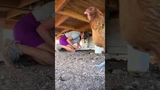 Gathering eggs is one of my favorite chores! #chickens #chicken #raisingchickens #farmfresheggs