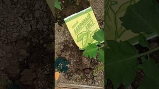 Срочно ЗАКОПАЙ ЛАВРОВЫЙ ЛИСТ В ЗЕМЛЮ #совет Мало кто знает об этой хитрости, вы удивитесь
