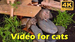 Cat TV: Hide & Seek with Tiny Mice – 3 Hours of A Wild Adventure for Your Cat! | Catflix