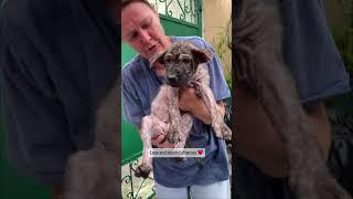 The little dog was rescued. Now an adult. #lovedog #rescuedog #rescue #dog #cat