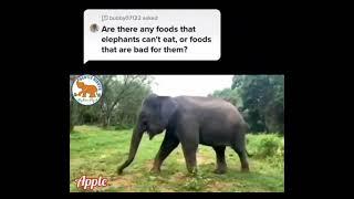 Elephant Food  - Gentle Giants Stay Home Project