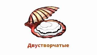 7.2. Двустворчатые моллюски