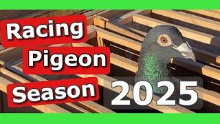 Racing Pigeon Market Lier, Belgium (16 February 2025)