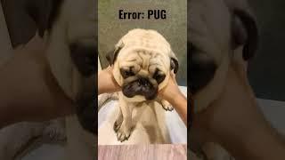 Error       #pug #cute #trending #viral #shorts #error