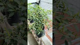 Pohon Cabai dalam pot berbuah lebat #cabai #shorts