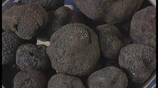 Jornada de la trufa negra con Zize Gorri - Black truffle day with Zize Gorri