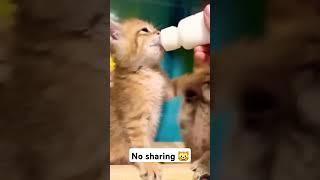 Kitty isn't sharing  #shorts #short #fyp #cat #cute #kitten #catlover #cutecat #shortvideo #kitty