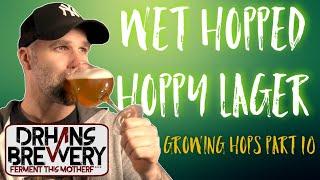 Hop Harvesting and Brewing with wet hops - Grow hops at home part 10