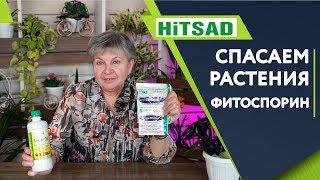 ЛУЧШЕЕ СРЕДСТВО  против грибковых заболеваний Фитоспорин М  ️ Советы От Хитсад ТВ