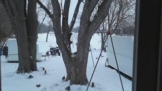 Wildlife breakfast energize instead of starvation, nature is affected by the Hum of ALCOA MASSENA