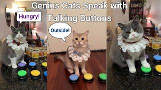 How our Genius Cats Talk to Us