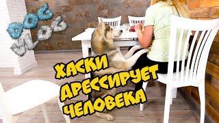 DOGVLOG: ХАСКИ ДРЕССИРУЕТ ЧЕЛОВЕКА! Говорящая собака