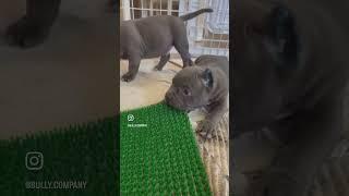 Американский булли American bully Питомник Bully Company