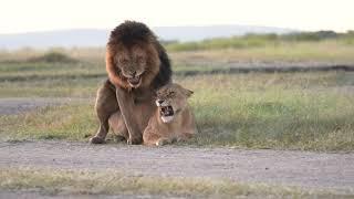 Mating lions