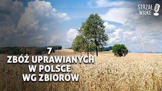 7 Zbóż uprawianych w Polsce według wielkości zbiorów