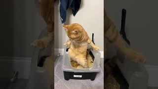 cat. #cat
