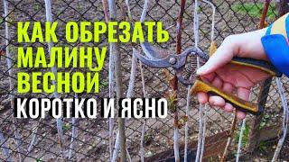 Как обрезать малину весной, КОРОТКО И ЯСНО. Обрезка малины весной, правильная обрезка малины.