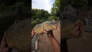 How to Catch GIANT Carp…. with Red40