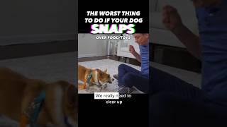 The Worst Thing To Do if Your Dog Snaps #dogtraining #dogtrainer #resourceguarding #aggressive #dogs