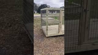 Custom 6x8 wooden dog kennels