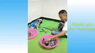 Cute Pets And Funny Animals Compilation top funny