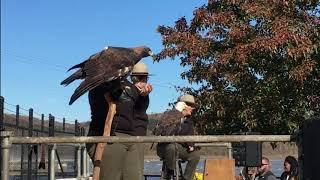 Rescued Bald Eagle and Golden Eagle At Conowingo Dam Eagle Day (11/9/19)