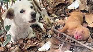 A stray dog mom gave birth in the bushes,her mate led the shop owner who fed them duck tails to help