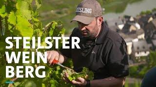 Der steilste Weinberg Europas in Calmont an der Mosel | SWR | Landesschau Rheinland-Pfalz