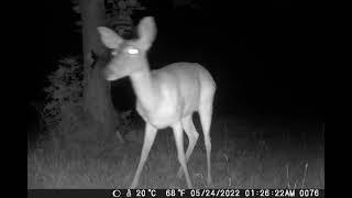 Smile! Your on Trishas Trail cam