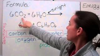 Photosynthesis Lecture