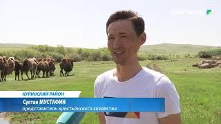 ARQA NEWS | НУРИНСКИЙ РАЙОН. КАК ЗАРАБОТАТЬ НА ВЕРБЛЮДАХ?