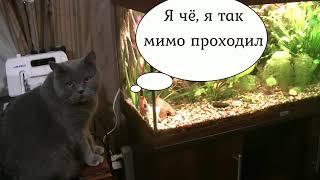 Кот и аквариум 2. Cat and aquarium 2