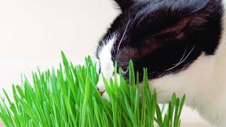 Cat eats grass, ASMR...ish