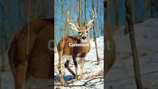 your deer if you. #hunter #hunting