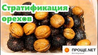 Орехи  грецкий, чёрный, пекан -  стратификация в перлите