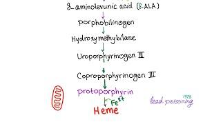 Heme Synthesis Pathway — Biochemistry and Hematology