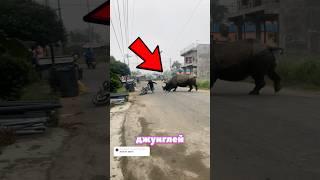 Носорог Напал На Мотоциклиста‼️