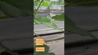 영동친환경무화과 배재필회장님 무화과 곁순따는방법설명 #영동친환경무화과작목반 #무화과 #유기농무화과 #친환경무화과 #무농약무화과 #무화과곁순따는방법 #무화과재배법 #무화과열매