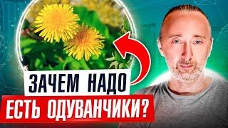 Вот почему НАДО есть ОДУВАНЧИК: лекарство, еда и польза для огорода! Он под ногами, а мы не ценим!