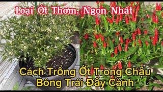 Cách Trồng Ớt Trong Chậu Nhiều Bông, Trái. Hái Dâu Tây, Dâu Tằm Ăn Trắng Triệu Ngon Mê Luôn