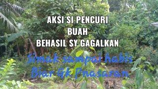 Kegiatan Sore Hari Dapat Hadiah Kejutan Dari Kebun//berburu tupai @Alghy 34bangka